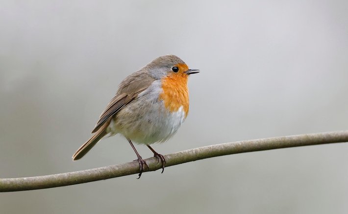 Reading Bird Behavior: What the Birds in Your Yard Are Actually Telling You