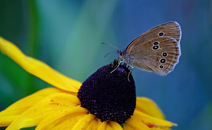 Sketching Insects Up Close: A Beginner's Guide to the Smallest Wildlife